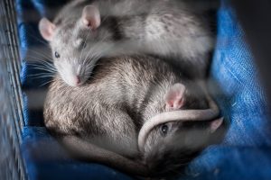 two gray mice