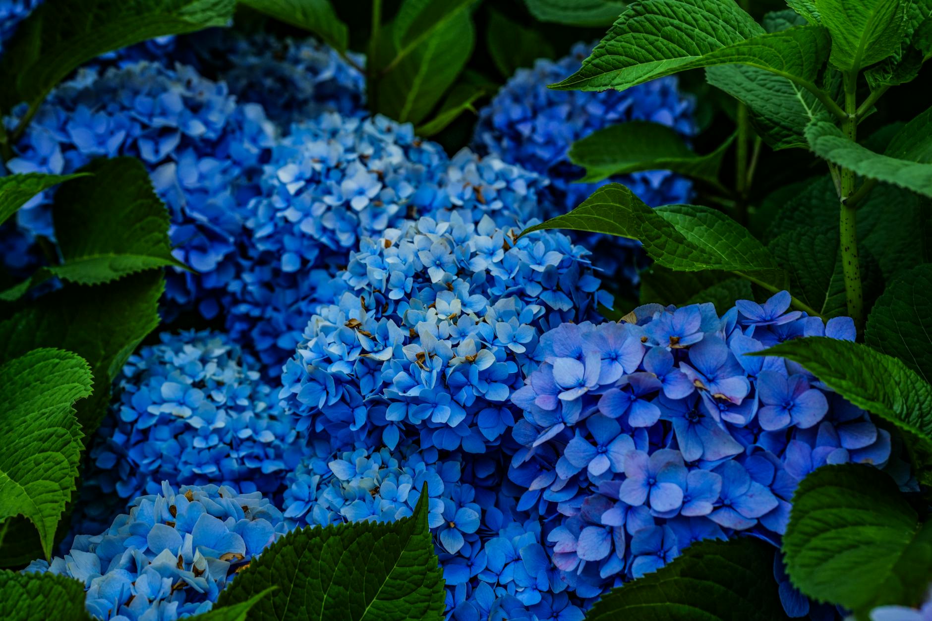 blue flowers with green leaves in a garden