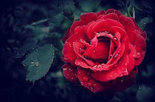 selective focus photography of a red rose