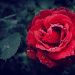 selective focus photography of a red rose